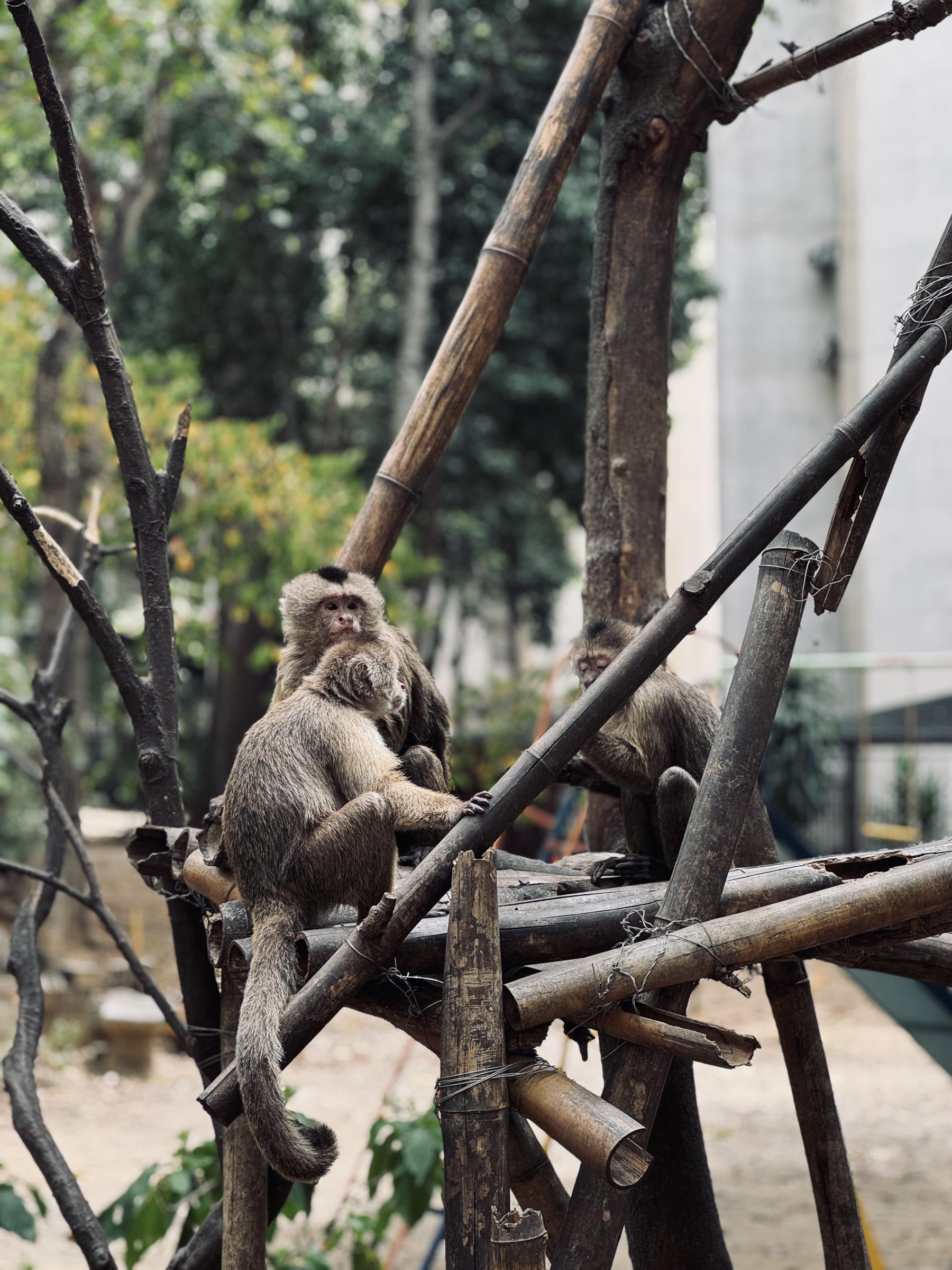 Monkeys playing together